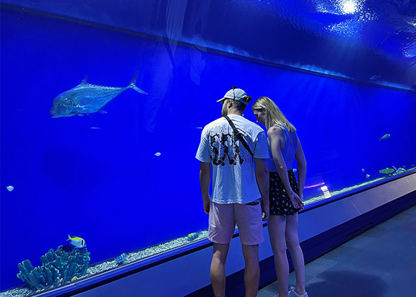 View Fish in Water Tunnel