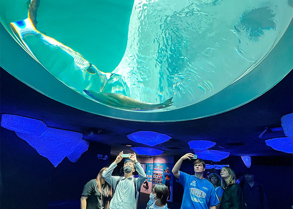 Photograph Fish Swimming by