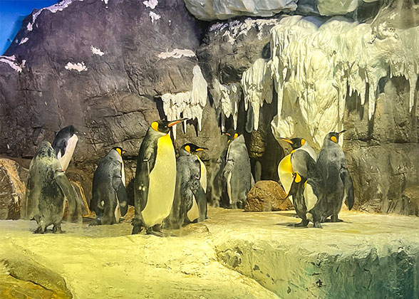 Active Penguins in Osaka Aquarium Kaiyukan