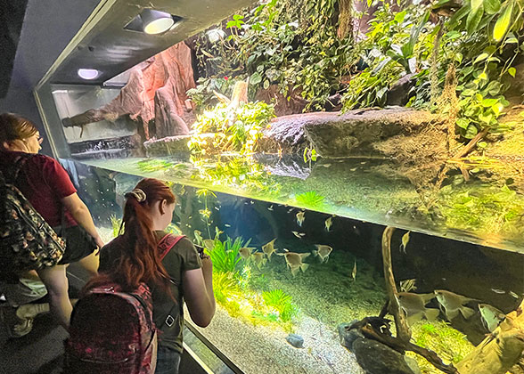 View Tropical Fish in Osaka Aquarium Kaiyukan