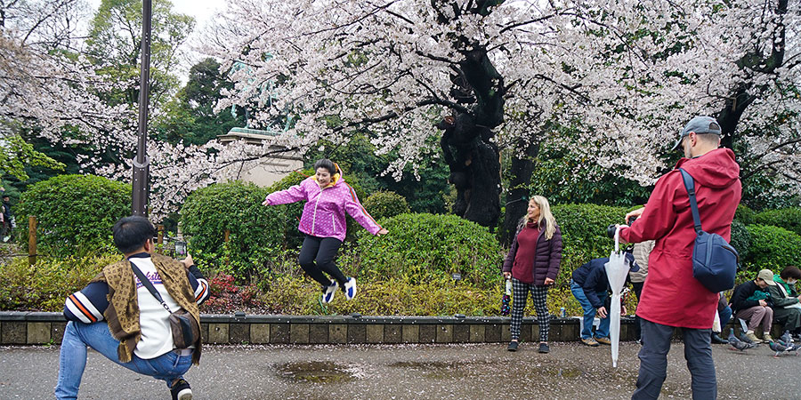 Sakura View in Osaka Castle