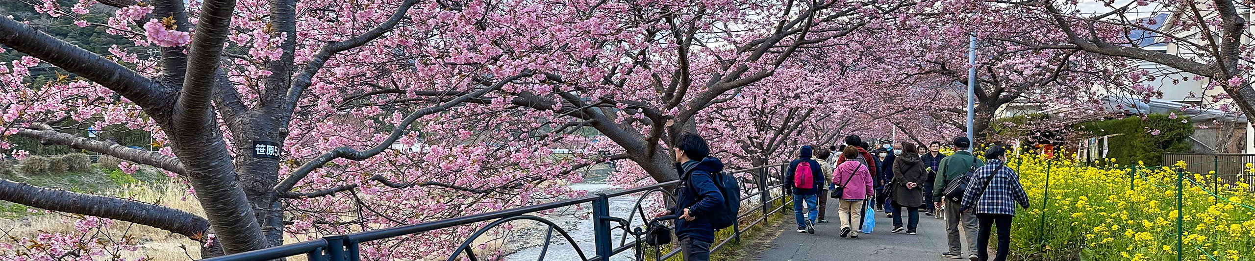 View of Cherry Blossoms in Osaka