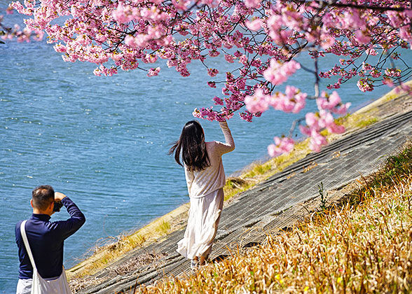 Take Photos with Poolside Sakura