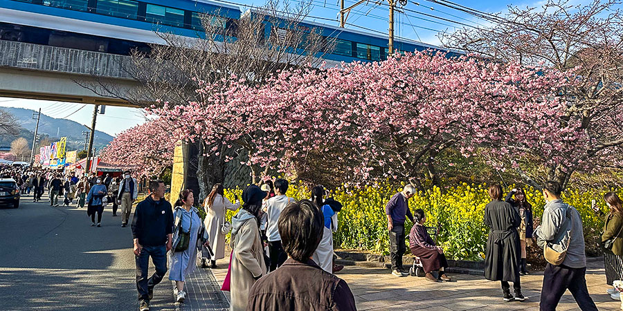 Impressive Sakura View in Osaka