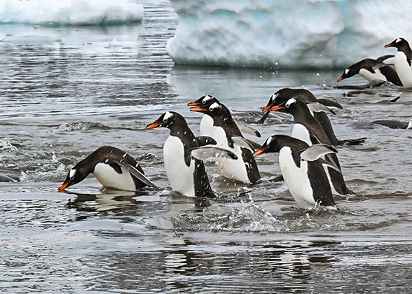 Penguins Slipping into the Water