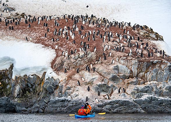 Cute Gentoo Penguins, Ushuaia