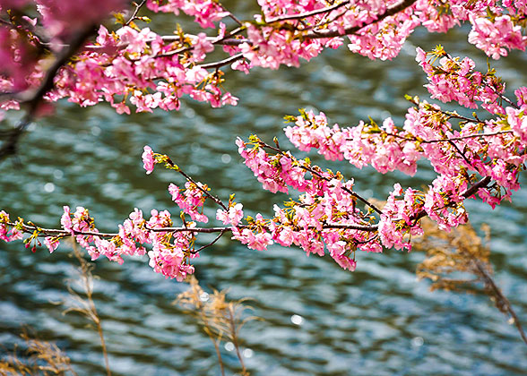Pink Sakura at Kamakura Daibutsu
