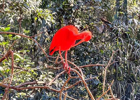 Discover a Rare Feathered Inhabitant