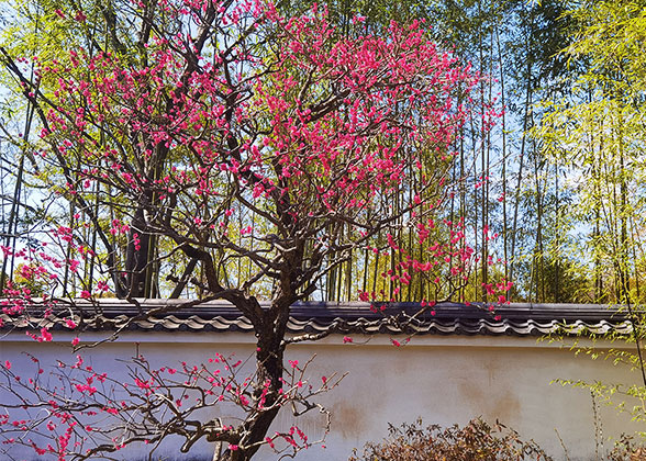 Red Plum Blossom