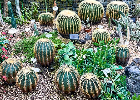 Plants in Rokko Alpine Botanical Garden