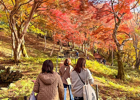 Maple-Lined Approach