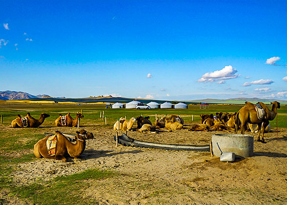 Bactrian Camels in Mongolia