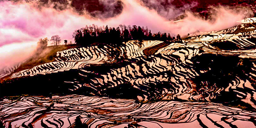 Sapa Terraced Fields