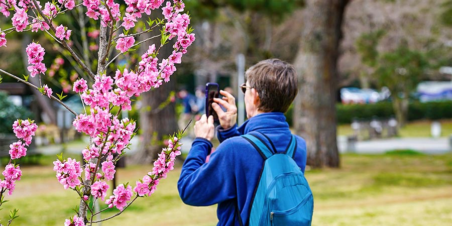 Cherry Blossoms in Sendai Castle