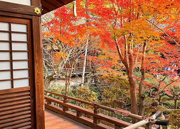 Sengan-en Garden in Autumn