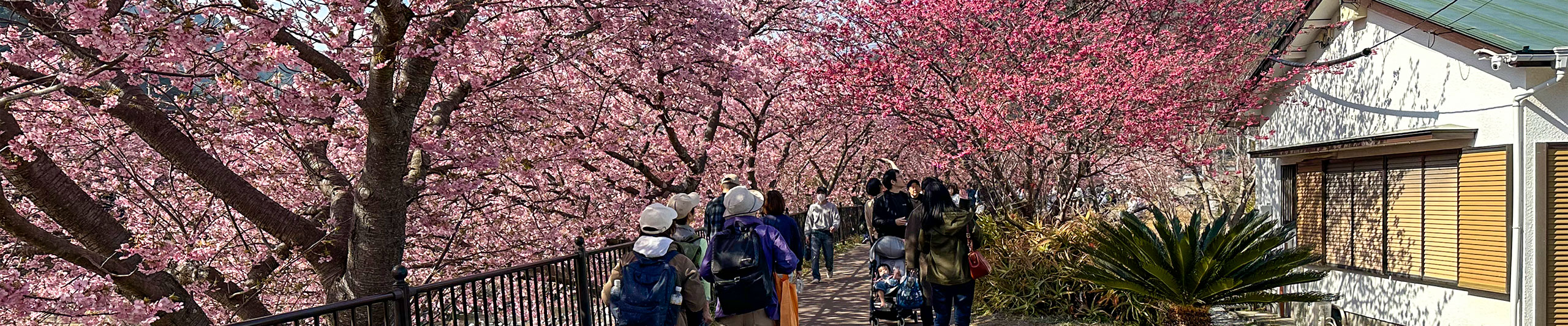 Shirakawa-go Sakura View