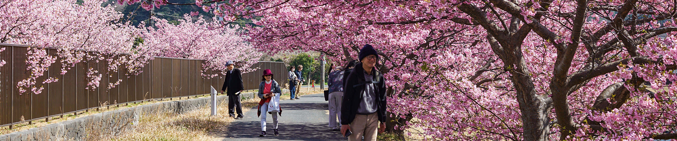 Spring of Shizuoka with Pink Sakura