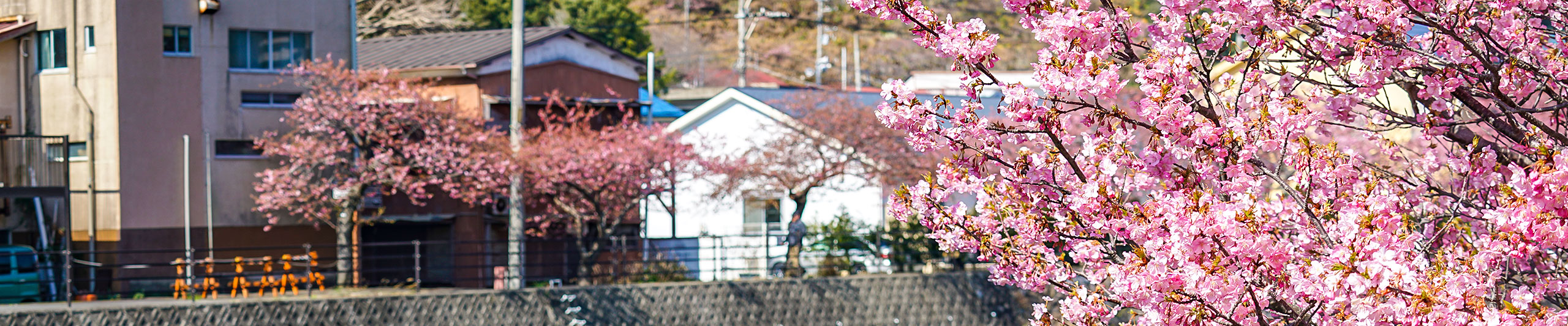 Shizuoka Spring Scenes