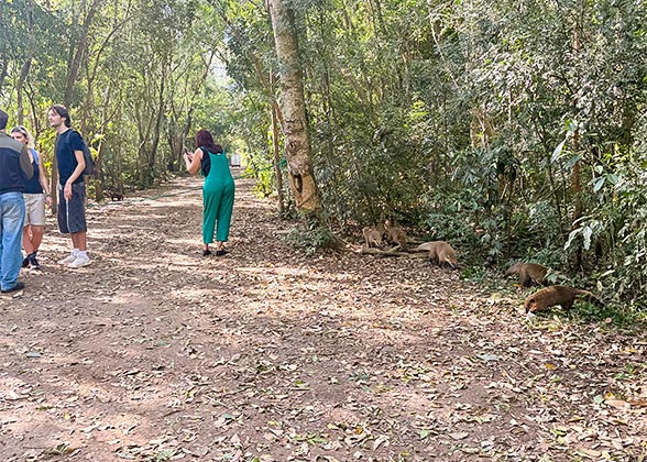 Foraging South American Coatis, Iguazu Falls