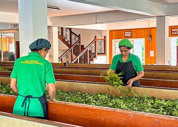 Sri Lanka Tea Processing