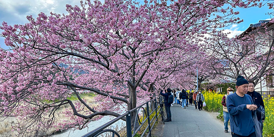 Stunning Cherry Blossoms