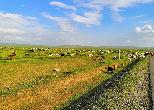 Strong Sunlight in June