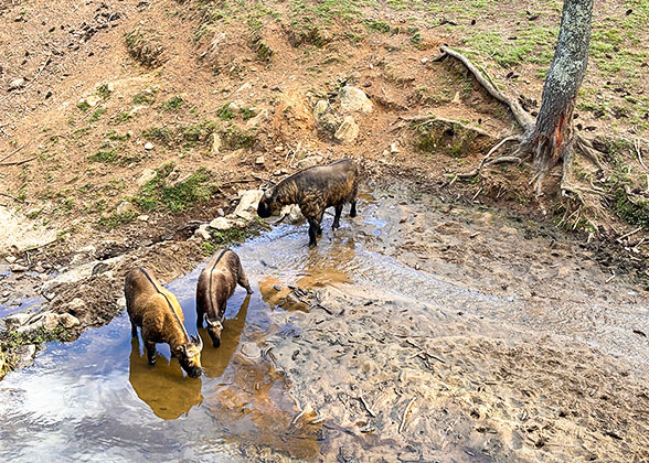 Bhutan's National Animal - Takin