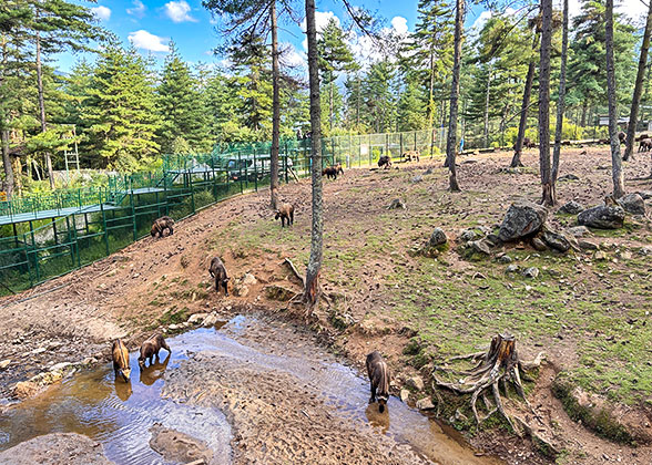 Takin Preserve Center