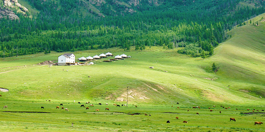 Terelj National Park in Summer