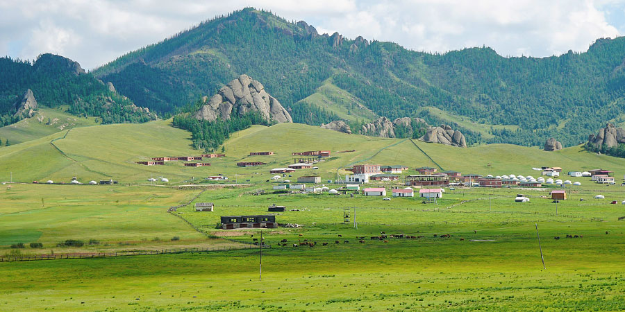 Lush Grassland in Ulaanbaatar Summer