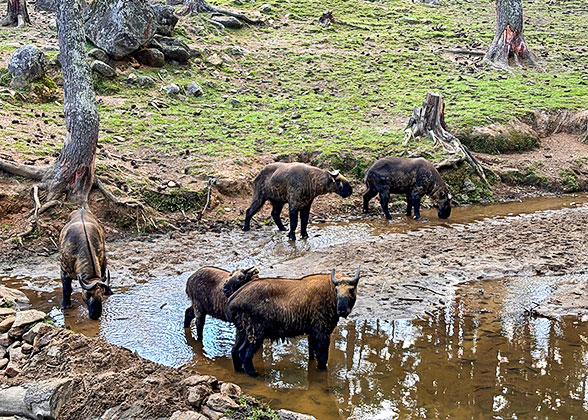 Takin Preserve Center