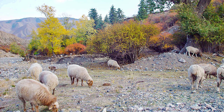 Colorful Ulaanbaatar in Autumn
