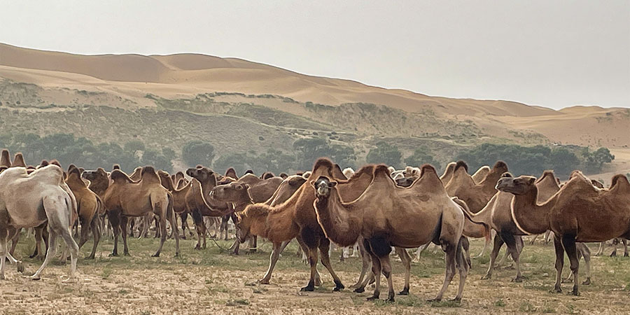 Dusty Days in Ulaanbaatar