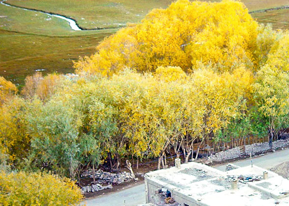 Golden Autumn in Early October