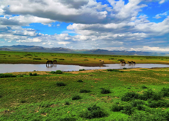 Lush Grassland in Ulaanbaatar