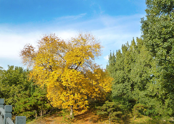 Natural View in September in Ulaanbaatar
