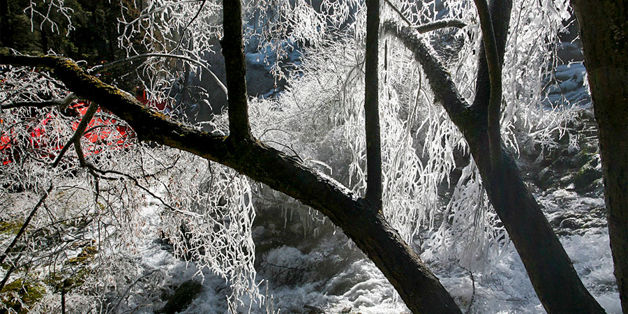Frost-covered Trees around Zargant River