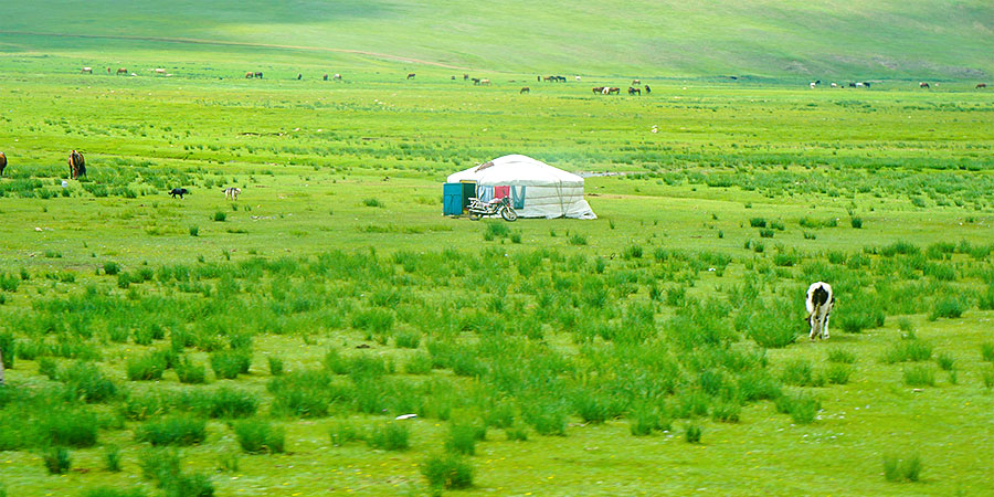 Vibrant Grassland in Mongolia