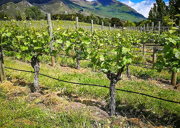 Uco Village's Vineyard, Mendoza