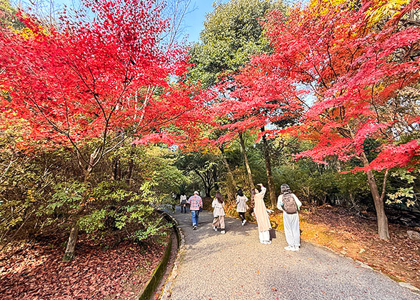 Visitors strolling in Maizuru Park