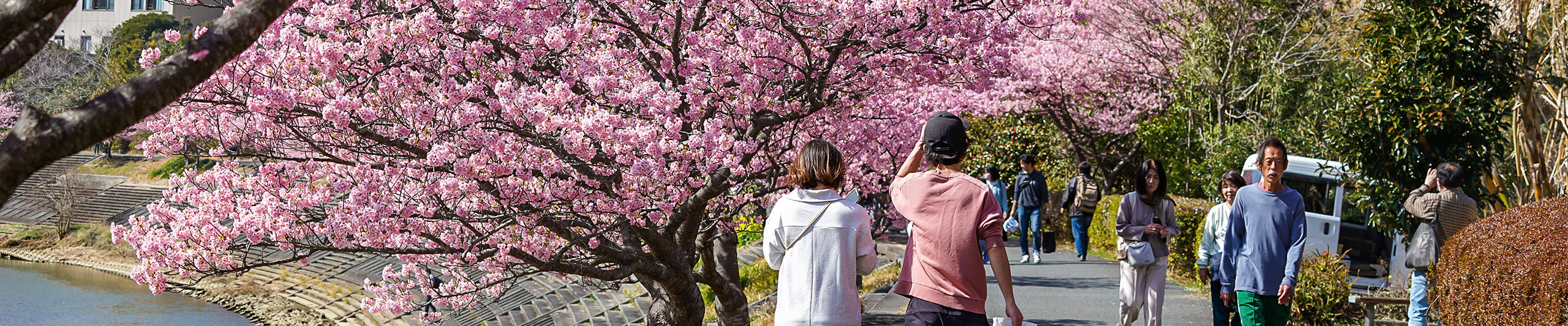 Cherry Blossom View of Wakayama