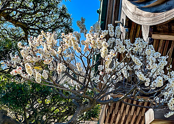White Cherry Blossoms