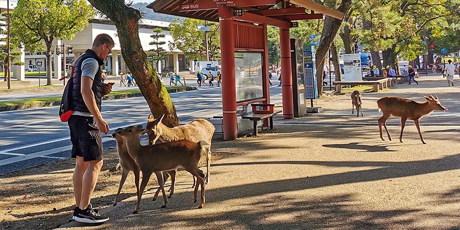Wild Deer in Nara Park
