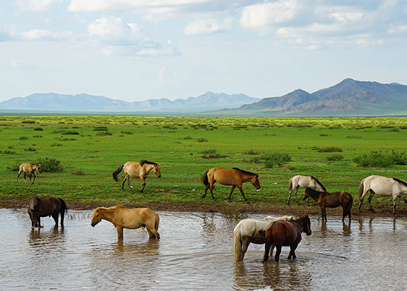 Wild Horses in Hustai National Park