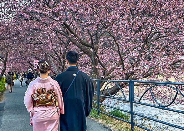 Cherry Blossoms in Spring