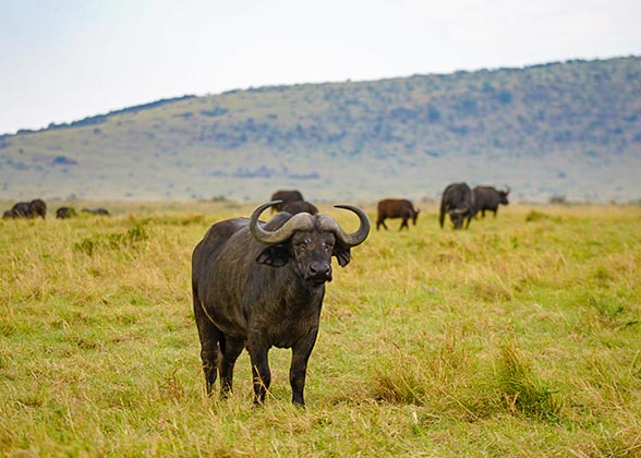 African Buffaloes During Zimbabwe Safari
