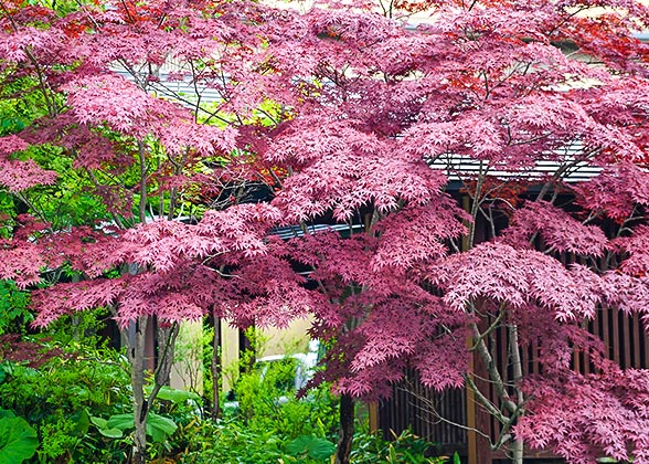 Red Leaves in Zuihoden
