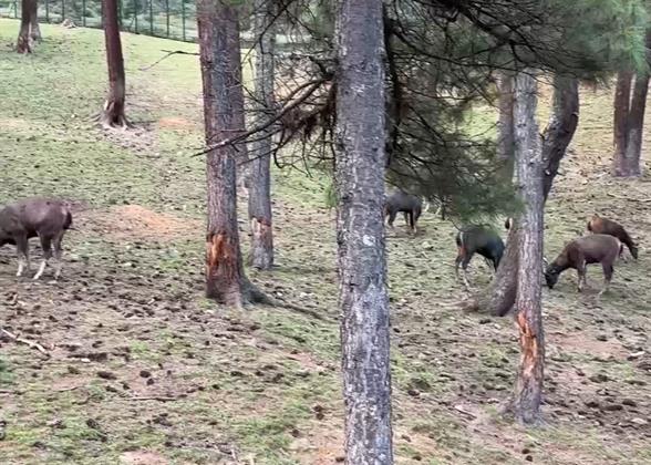 Takin Preserve Center, Thimphu