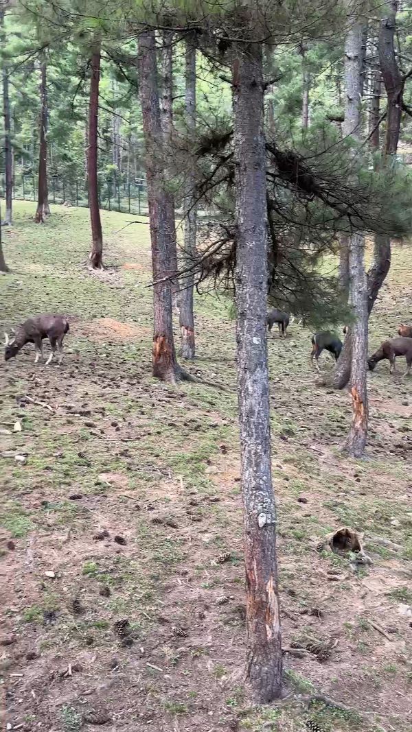 Takin Preserve Center, Thimphu