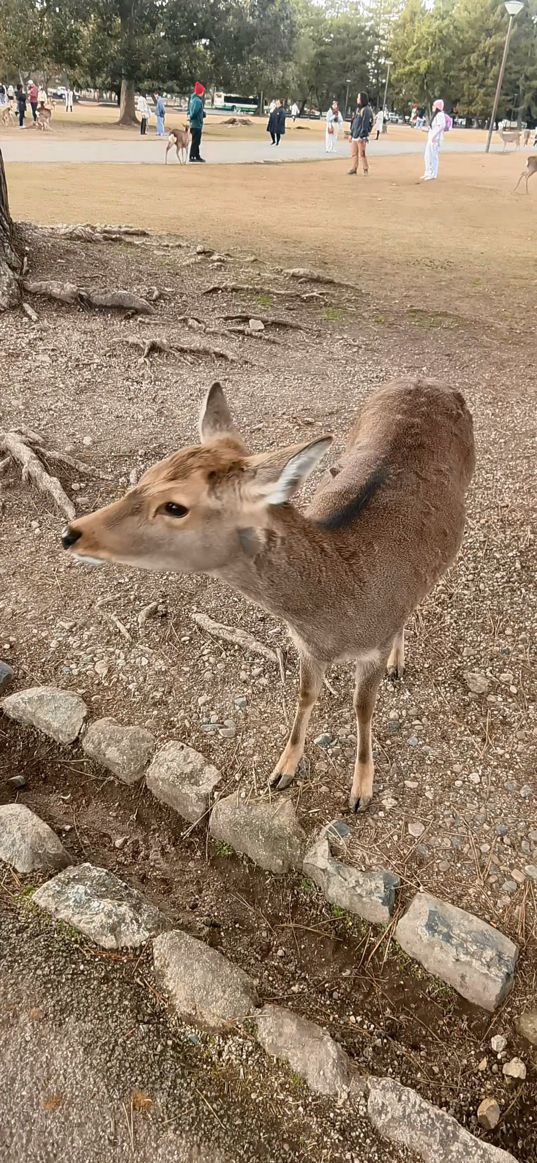 Deer in Nara Park